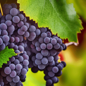 The Incredible Cabernet Sauvignon Grape