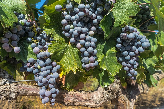 merlot, grapes, vine, vineyard