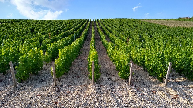 Image of Chardonnay vineyards. 