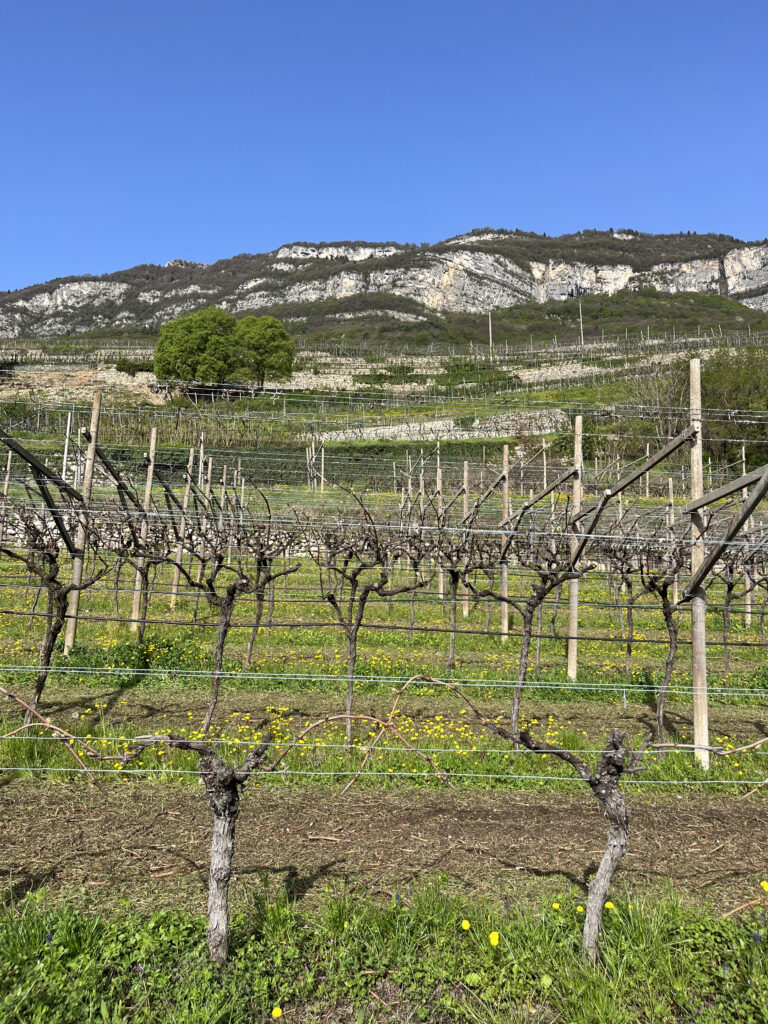 Several vertical layers of typical Trentino pergola-style vines showing bud break with a large mountain in the background