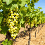 Fiano