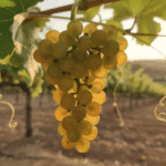 Pedro Ximenez