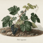 vitis rupestris